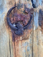 Wall Mural - A corroded ring has rusted into a wooden beam