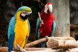Macaw is a bird that is popular as a pet because it has beautiful colors and can be trained to speak.