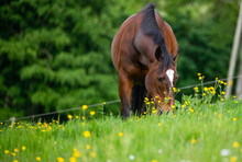 Bay Horse Eating In Summer Paddock