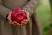 A Red Apple In Hands 