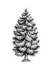 Wall Mural - norway spruce ink sketch.