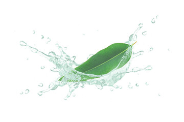 Poster - Eucalyptus essential oil splash with fresh leaf isolated on white background.