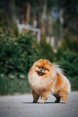 Poster - Pomeranian dog posing outside. Beautiful fluffy dog in the park