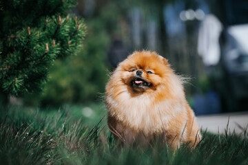 Poster - Pomeranian dog posing outside. Beautiful fluffy dog in the park	