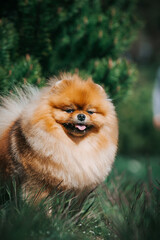 Sticker - Pomeranian dog posing outside. Beautiful fluffy dog in the park	