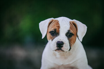 Sticker - American bulldog purebred dog puppy outside. Green background and bull type dog.