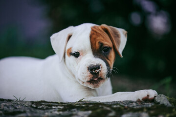 Wall Mural - American bulldog purebred dog puppy outside. Green background and bull type dog.	