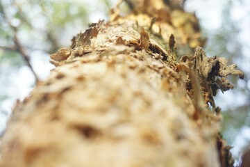 Sticker - Low angle shot of a tree in the forest