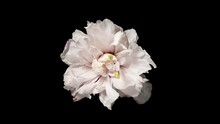 Time-lapse Withering Pink Flower On Black Background. Time Lapse Blooming And Withering Flower Texture. Soft Color Flower From Full Blossom To Withered. Life And Death, Youth And Aging Concept