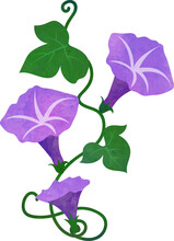 Water Color Texture Botanic Garden Plant Purple Morning Glory Flower