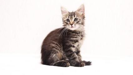 Wall Mural - Portrait of a kitten on a white background . Kitten copyspace . An article about animals. Advertising for animal products