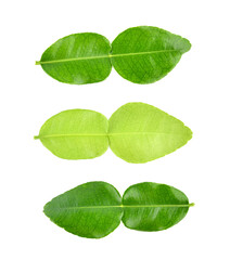 Wall Mural - Top view of Kaffir lime leaf isolated on white background