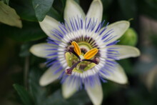 Passiflora Incarnata Flower