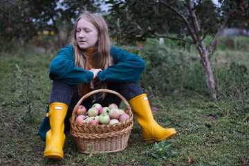 Wall Mural - girl holds  basket  with juicy apples in the garden