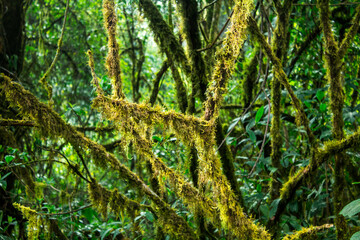 Wall Mural - Moss on the plants