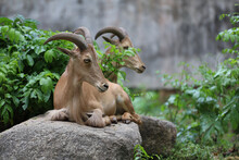 The Barbary Sheep Is Mammal And Hill Animal