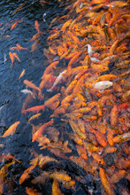 Hungry Gold Fish In Holy Temple In Ubud

Bali Indonesia