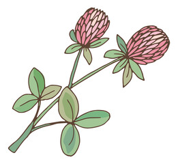 Sticker - Clover herb. Trefoil flower with green leaves. Trifolium plant