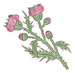 Sticker - Wild pink flower. Leuzea plant. Maral root herb