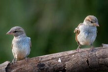 Closeup View Of Two Sparrows Perched On A Wooden Branch In Daylight On A Blurred Background