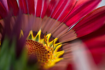 Wall Mural - Close up red flower