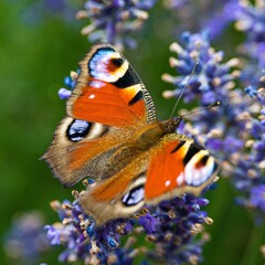 Poster - Closeup shot of a Peacock butterfly on a purple flower with blurred background