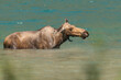Adult cow moose in blue water. 