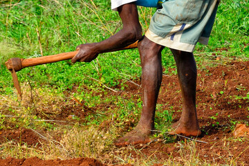 man working in vegetable farm, pamplemousses district, mauritius, africa