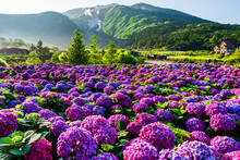Purple Hydrangea Flowers Bloom Beautifully In Jhuzihu Of Yangmingshan National Park, Taiwan. 