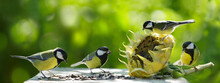 Little Birds Eating Sunflower Seeds From Dry Flower. Great Tit