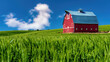 Bright Red Barn and deep green wheatfields