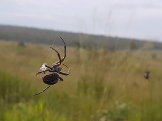 spider on the web