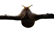 Snail Isolated On Transparent Background
