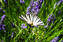 Scarce Swallowtail, Iphiclides Podalirius, On A Lavender Flower