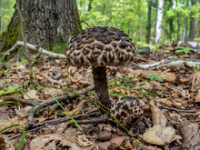Detail View Of A Old Man Of The Woods Mushroom ( Strobilomyces Strobilaceus ), An Edible Mushroom Found Very Rarely In Deciduous Forests.