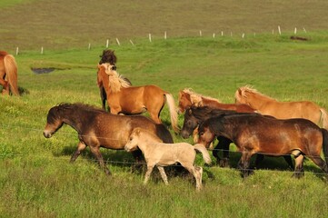 Canvas Print - Beautiful view of a herd of horses in a big field in Iceland