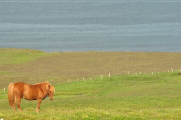 Poster - Beautiful view of a horse in a big field and sea in the background in Iceland