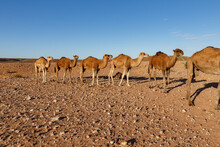 Camels In The Sahara Desert. Dromedary Camels Stand In The Stony Desert.