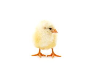 Canvas Print - Small yellow chicken.