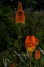 Red Hot Poker Plant, Latin Name: Kniphofia, Other Names Are: Torch Lily Or Tritoma.  Close Up Of The Flowers Of A Beautifull Red Plant With Green Background.  