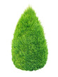 Lush green thuja conic shrub isolated transparent png