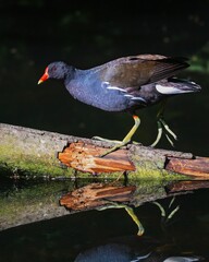 Wall Mural - Vertical shot of a common moorhen on the tree branch in the water
