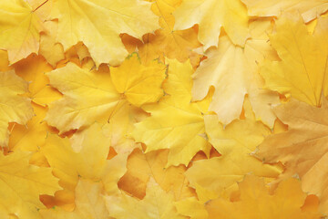 Wall Mural - Background of yellow autumn leafs