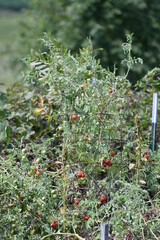 Sticker - Ripe Tomatoes on a Plant