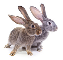Two Beautiful Rabbits.