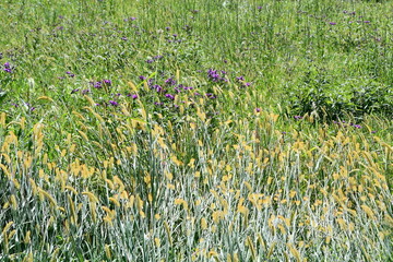 Sticker - Grass in a Field