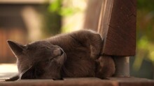 Grey Cat Sleeping On A Garden Bench