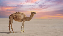 Camels Walking Freely On The Desert At Sealine Beach Of Qatar