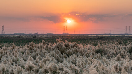 beautiful landscape in abu nakla pond in qatar