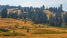 Wooded Hillside With Grasses Yellowed In Late-summer Sun